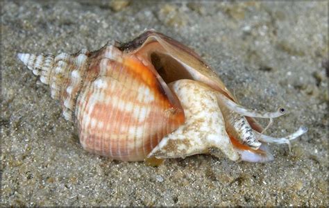 Strombus Alatus Florida Fighting Conch Conch Snail Fighting Conch