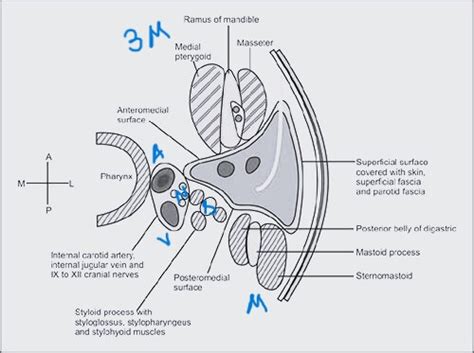 Parotid Gland : Mnemonics | Epomedicine