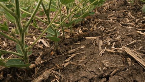 Soybean Specifics Of Soil Health What Do We Know Field Advisor