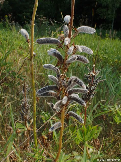 Lupinus Polyphyllus Large Leaved Lupine Minnesota Wildflowers