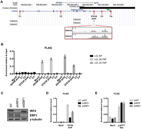 Ebna3a Binds The Stk39 Locus A Schematic Of The Stk39 Genomic Locus