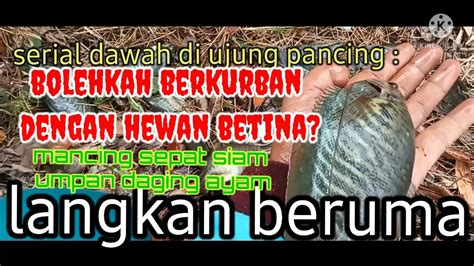 Bolehkah Berkurban Dengan Hewan Betina Mancing Sepat Siam YouTube