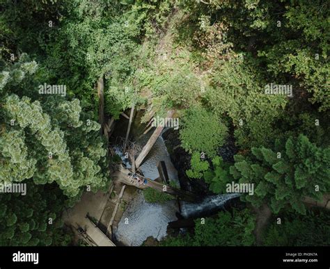 Aerial Top Down Drone Trees Forest View Stock Photo - Alamy