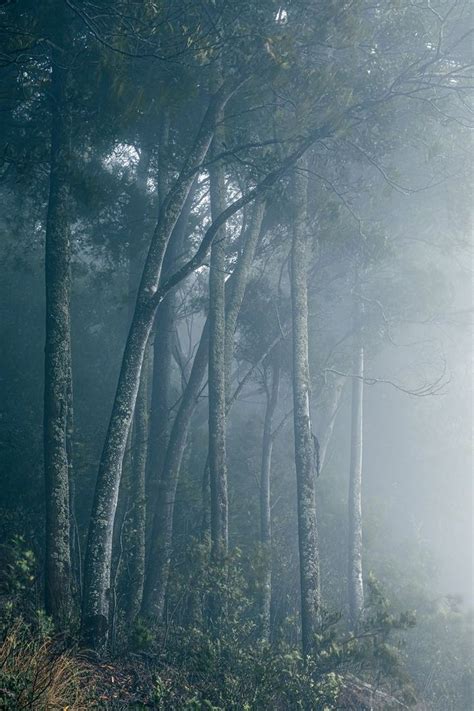 Fog In The Forest With Trees And Bushes