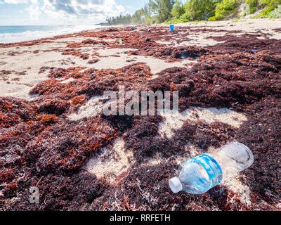 Coastal pollution Caribbean Atlantic Ocean Stock Photo: 16288569 - Alamy