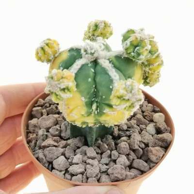 Astrophytum Myriostigma Cv Fukuryu Haku Jo F Variegata Prolifera