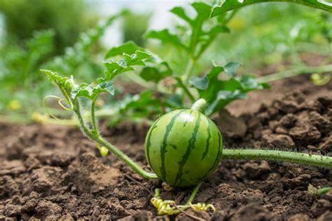 Cu Nto Tarda En Crecer Un Pimiento Huerto En Casa