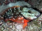 Stoplight Parrotfish Sparisoma Viride Grand Cayman Photo