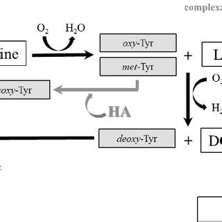 Simplified Schematic Representation Of L Tyrosine Hydroxylation To