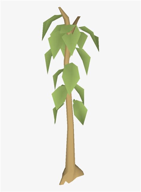 Teak Tree - Teak Tree Osrs - Free Transparent PNG Download - PNGkey