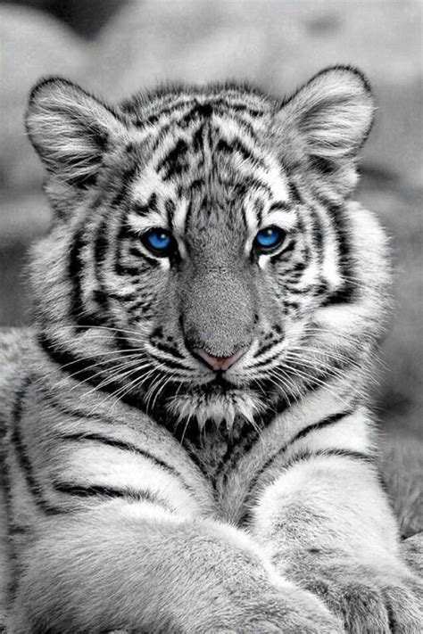 White Tiger With Blue Eyes Wallpapers