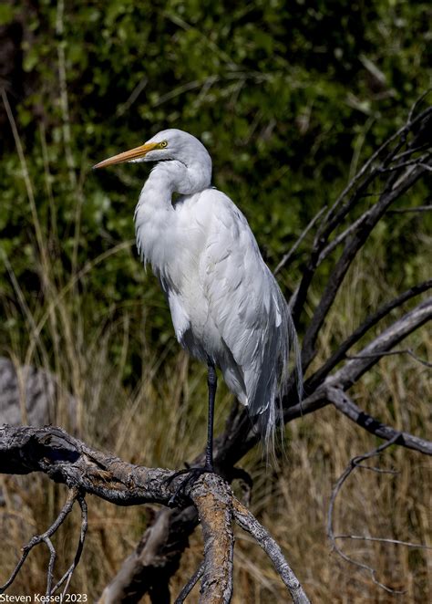 Great Egret in Breeding Plumage — Preening – Sonoran Images