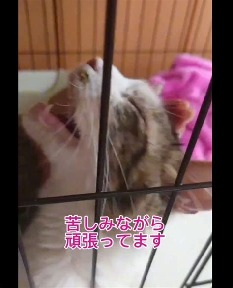 「人間が怖いんだろうな」多頭飼育崩壊から救出された猫パニックや過呼吸に→30匹以上をシェルターに保護｜まいどなニュース