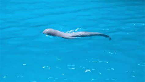 Viral Video Beluga Whale Named Bella Gives Birth To Male Calf Leaves Netizens Delighted