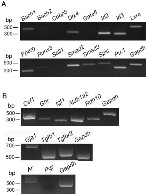 Biomedicines Free Full Text Testicular Macrophages Produce