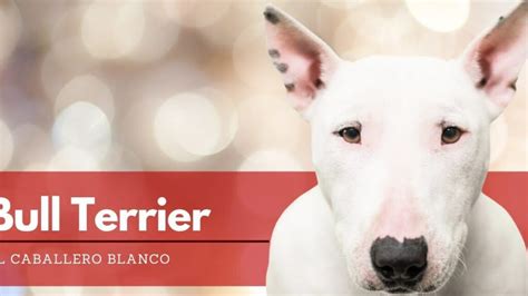 C Mo Saber Si Un American Bully Es Puro Vimar Alfambra