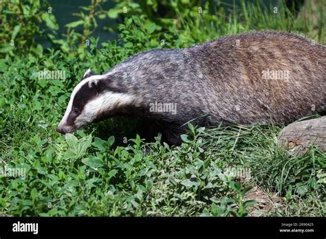 Close Up Shot Of An European Badger Meles Meles Stock Photo Alamy