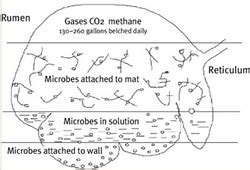 The viral role of rumen microbes | Department of Agriculture and ...