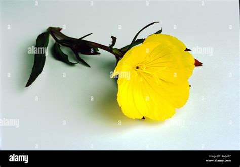 Oenothera Biennis Common Evening Primrose Evening Star Stock Photo