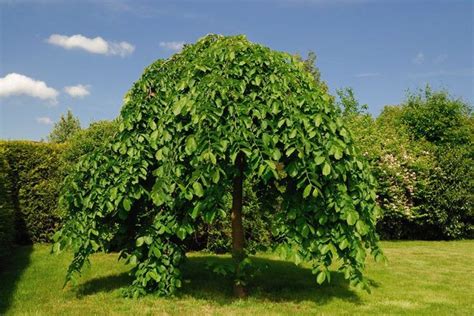 weeping mulberry tree pruning - Cinthia Byrnes