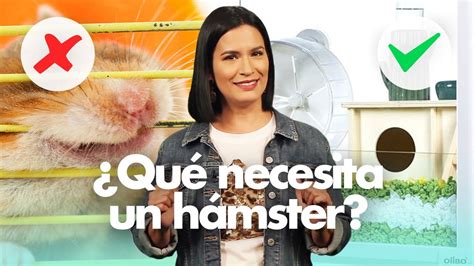 No M S Dudas Todo Lo Que Necesitas Para Cuidar A Un Hamster Youtube