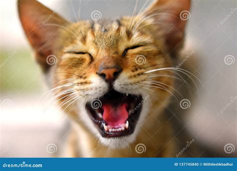 Laughing Cat Expression Angry Cat Stock Photo Image Of Laughing