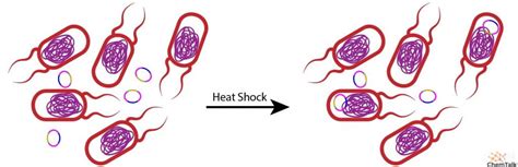 Molecular Cloning | ChemTalk