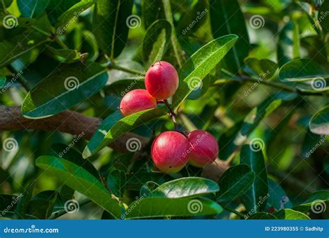 The Red Color Of Carunda Or Karonda Fruit Stock Image Image Of Ripe