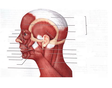 muscles of the scalp, face, and neck (left lateral view) Diagram | Quizlet