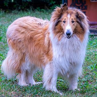 Adoptable Collies « Collie Rescue of the Carolinas