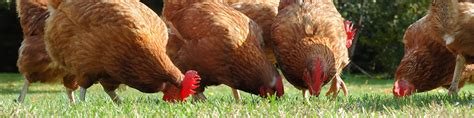 Raisons D Avoir Des Poules Dans Son Jardin