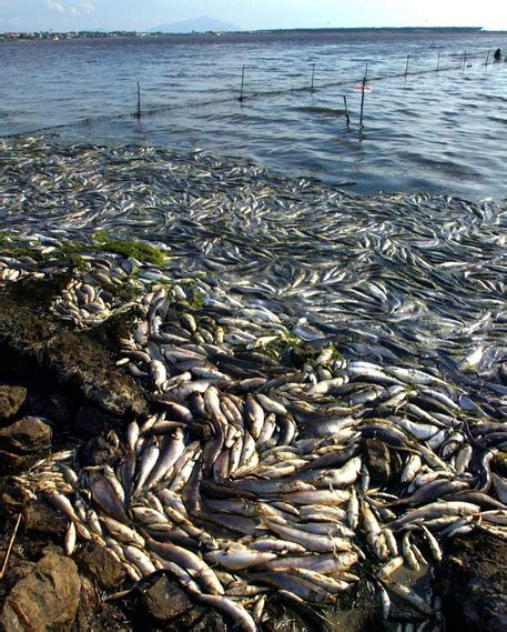 Emergenza Moria Pesci Laguna Orbetello Toscana ANSA It