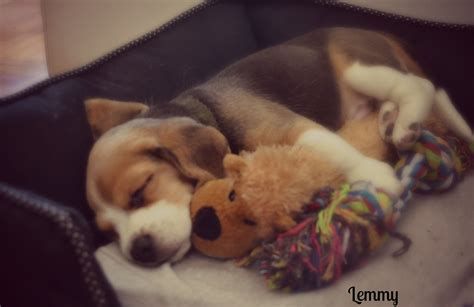 Beagle sleeping