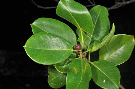 Ficus Microcarpa Moraceae Image 121220 At PhytoImages Siu Edu