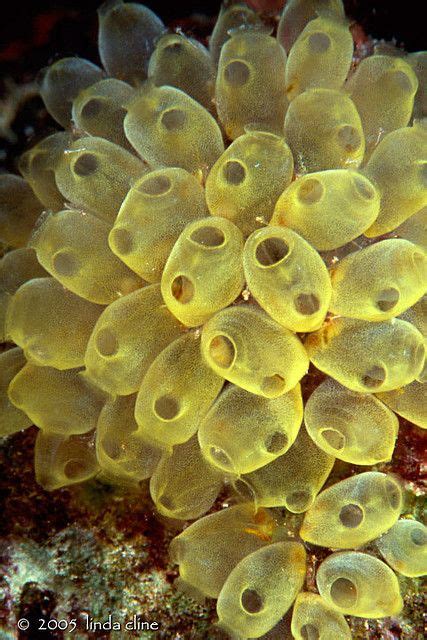 Tunicates Animal Creatures And Deep Sea Creatures