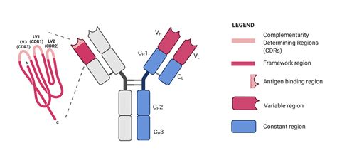 Identifying Cdrs By Antibody Sequencing Rapid Novor