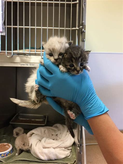 Photos: 'Unusual rescue' in Redwood City delivers 3-week-old kittens to ...