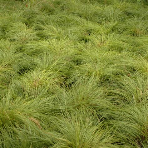 Prairie Dropseed Grass - TheTreeFarm.com