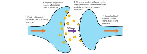 The Nervous System Questions And Revision MME