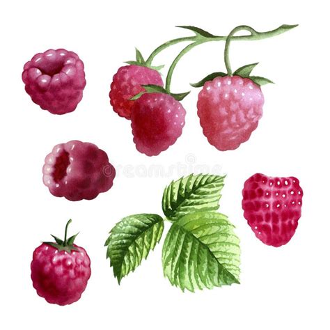 Botanical Watercolor Illustration Of Red Raspberry Stock Image Image