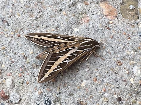 Watch Wyomings Hummingbird Moth In Action [video]