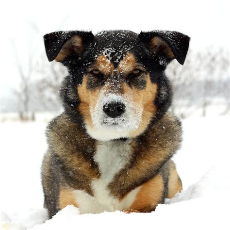 Cute Siberian Husky And German Shepherd Mix Puppies L Sanpiero