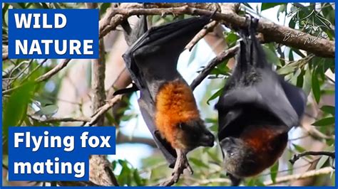 Flying Foxes Mating [grey Headed Flying Fox Pteropus Poliocephalus] Youtube