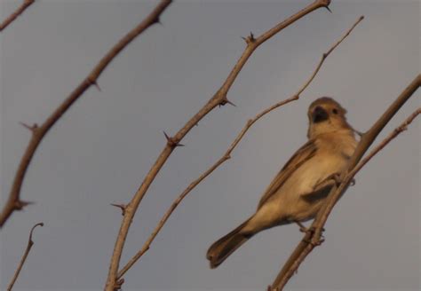 Foto Golinho Sporophila Albogularis Por Sebasti O Goyanna Wiki Aves