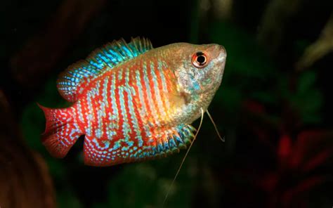 Best Pearl Gourami Tank Mates With Pictures Aquariumnexus