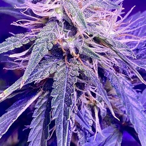 Royal Queen Seeds Green Gelato Automatic Grow Diary Journal Week By