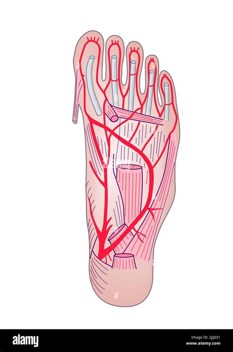 Arterial System Of The Foot Illustration Stock Photo Alamy