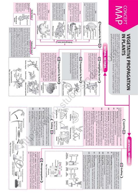 Neet Biology Vegetative Propagation In Plants Concept Map