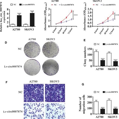 Overexpression Of Hsa Circ 0007874 Decreased The OVA Cell Proliferation