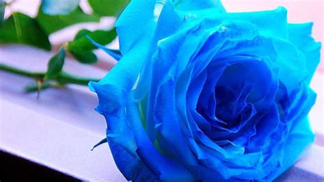 Light Blue Roses Wallpapers - Wallpaper Cave